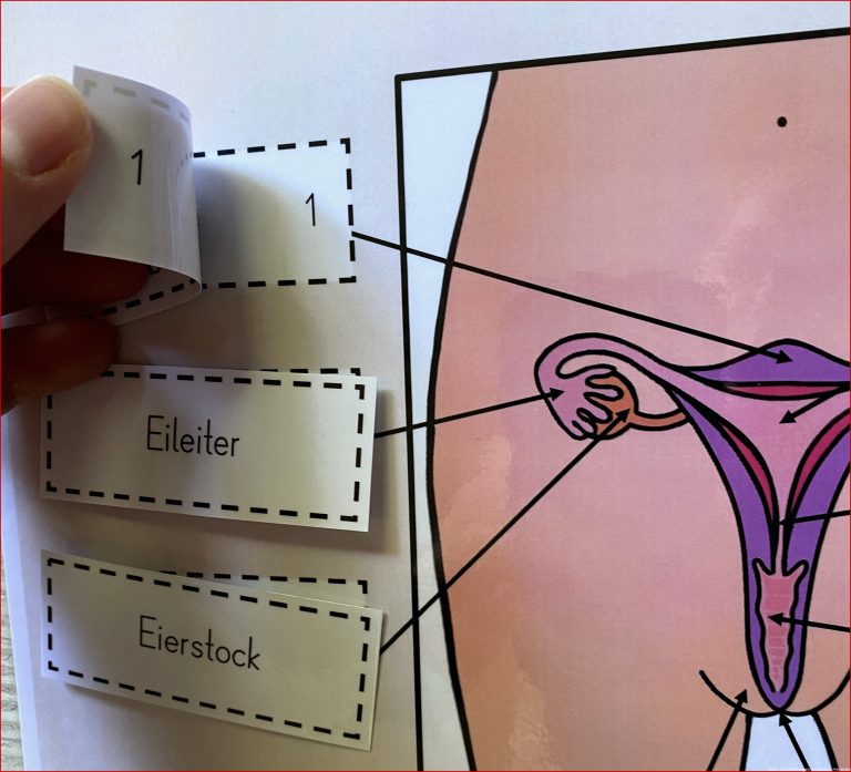 Ualerziehung Weibliche Geschlechtsorgane Legespiele