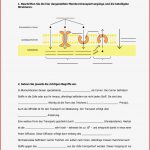 Ualkunde Arbeitsblätter Pdf Worksheets