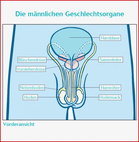 Die Weiblichen Geschlechtsorgane Arbeitsblatt: 2 Konzepte Sie ...