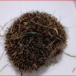 Unser Igel