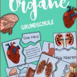 Unsere organe Puzzle Zuordnungskarten Differenziert In