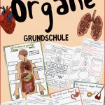 Unterrichtsreihe organe Arbeitsblätter Versuche