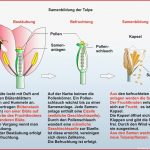 Unterrichtssoftware Biologie Unterrichtssoftware Die Tulpe