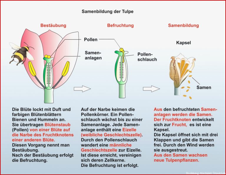 Unterrichtssoftware Biologie Unterrichtssoftware Die Tulpe