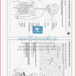 Verdauung Weg Der Nahrung Durch Den Körper Meinunterricht