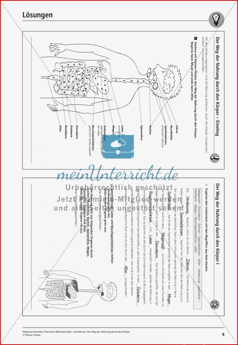 Verdauung Weg der Nahrung durch den Körper meinUnterricht