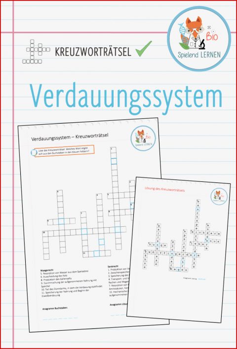 Verdauungsorgane Arbeitsblatt Neue Arbeitsblätter