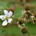 Von Der Blüte Zur Frucht Foto & Bild