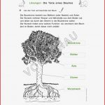 Wald Werkstatt Für Grundschule