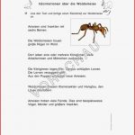 Wald Werkstatt Für Grundschule