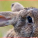 Was ist Der Unterschied Zwischen Hase Und Kaninchen