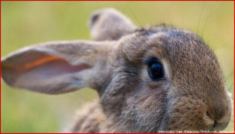 Was ist Der Unterschied Zwischen Hase Und Kaninchen