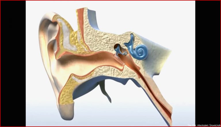 Wie funktioniert das Ohr