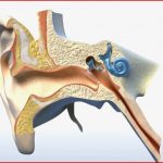 Wie Funktioniert Das Ohr