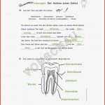 Zähne Werkstatt Für Grundschule