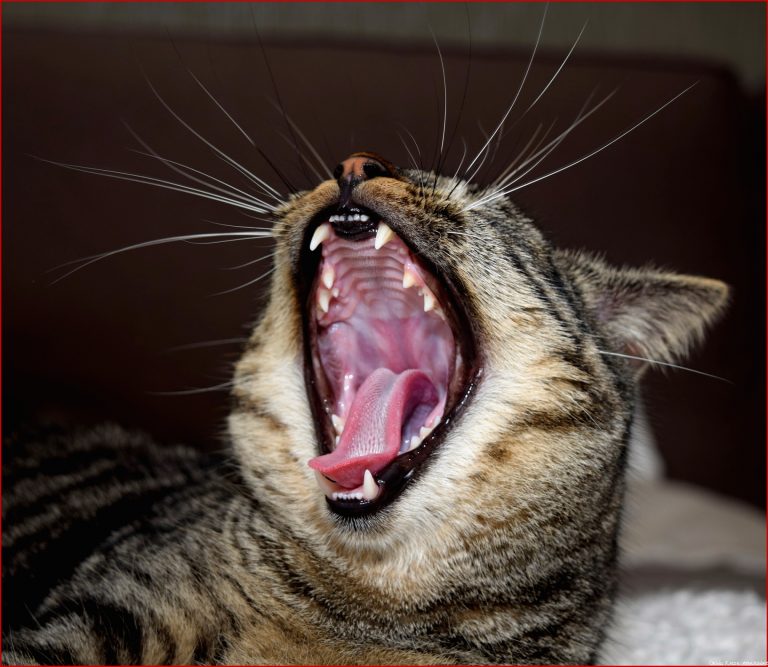 Zahnschmerzen bei Katzen Das line Magazin – so